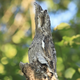 Illustration for article titled This tree branch is actually a camouflaged bird standing really still